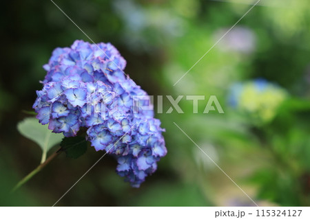紫陽花 紫陽花 115324127