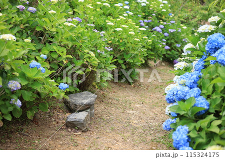 紫陽花 紫陽花 115324175