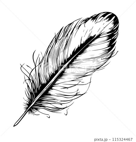 bird feather on white background hand drawn sketch bird feather on white background hand drawn sketch 115324467