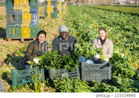 Multiracial man and women squatting at crates with celery plantation 115324660