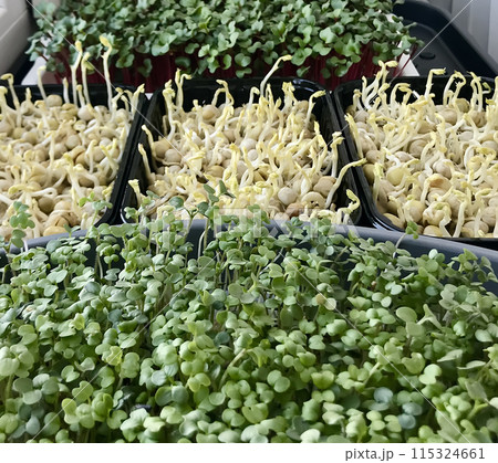 Close-up of sprouts of green alfalfa, red radish, young peas. Microgreens in plastic container at home. The beginning of germination, the fifth day. Concept of diet, vegetarianism, vegan, healthy 115324661