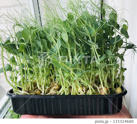 A lot of fresh green sprouts of peas. Microgreens in black containers. Concept of diet, vegetarianism, vegan, healthy products and proper nutrition. Close-up 115324680