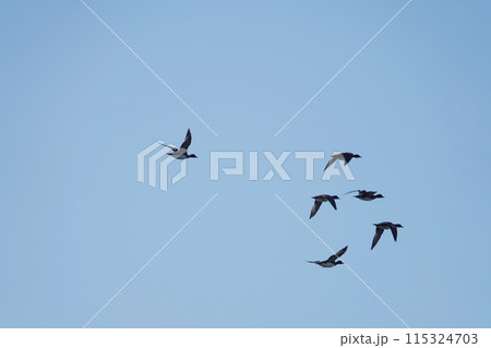 渡り鳥 115324703