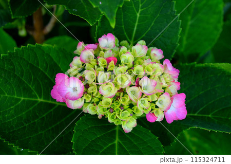 紫陽花 紫陽花 115324711