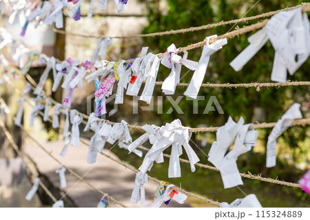 照国神社に結ばれたおみくじ 照国神社に結ばれたおみくじ 115324889