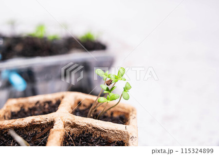 紙ポットで栽培　春菊の芽 115324899