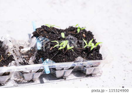 卵パックで栽培　ナスの芽 115324900