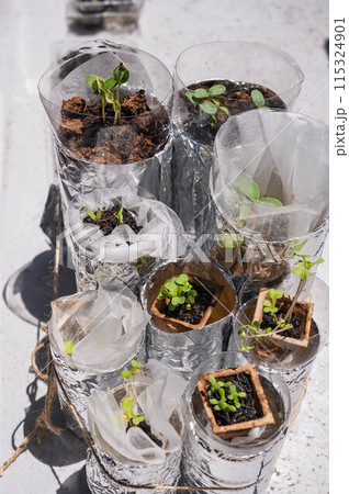 芽が出て間引きする前のペットボトル水耕栽培 115324901