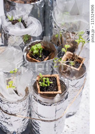 ベランダでペットボトル水耕栽培 野菜作り ベランダでペットボトル水耕栽培 野菜作り 115324906