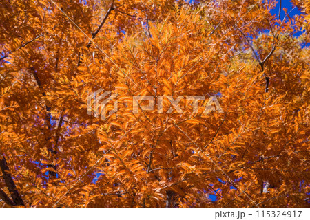 鮮やかな秋色【メタセコイヤ】 115324917