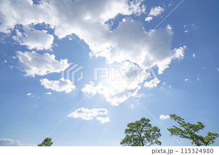 初夏の雲と木立 115324980