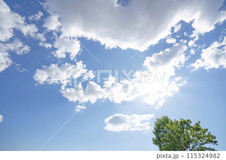 初夏の雲と木立 115324982