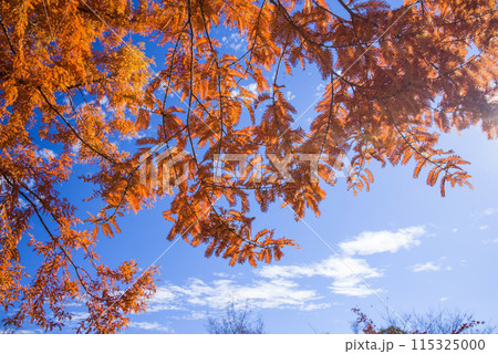 秋色満開【メタコセイヤ】 115325000