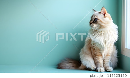 Cute Fluffy Cat Sitting by Window in Cozy Home Interior 115325120