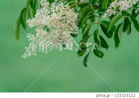 白いネズミモチのつぼみ 115325122