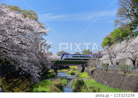満開の桜が咲く鉄橋を渡る中央本線特急電車 115325239