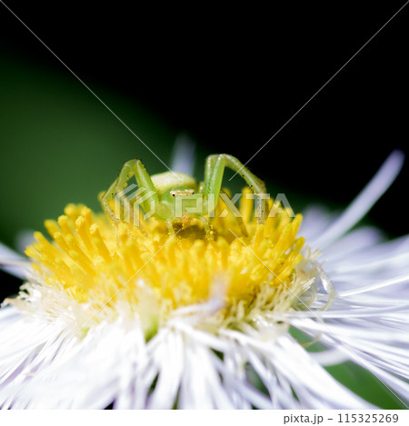ヒメジョオンの花の上で待ち伏せするハナグモ 115325269