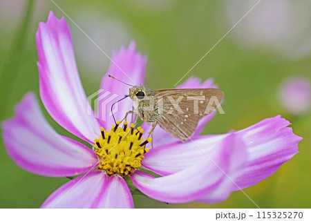 秋桜とせせり蝶 115325270