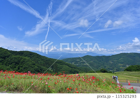 天空のポピー 秩父高原牧場 (埼玉県・皆野町・東秩父村) 天空のポピー 秩父高原牧場 (埼玉県・皆野町・東秩父村) 115325293