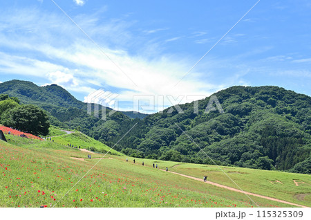 天空のポピー　秩父高原牧場　（埼玉県・皆野町・東秩父村） 115325309