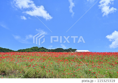 天空のポピー　秩父高原牧場　（埼玉県・皆野町・東秩父村） 115325319