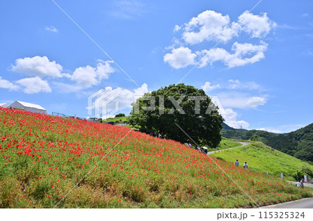 天空のポピー　秩父高原牧場　（埼玉県・皆野町・東秩父村） 115325324