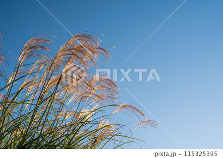 秋イメージ《朝日に輝くススキ》 115325395