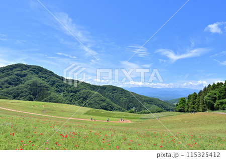秩父高原牧場の風景（埼玉県） 115325412
