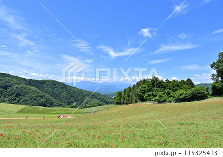 秩父高原牧場の風景(埼玉県) 秩父高原牧場の風景(埼玉県) 115325413