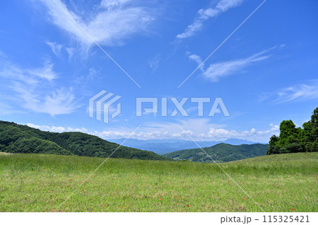 秩父高原牧場の風景(埼玉県) 秩父高原牧場の風景(埼玉県) 115325421