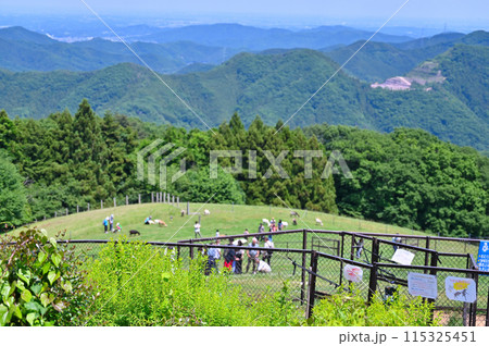 秩父高原牧場の風景(埼玉県) 秩父高原牧場の風景(埼玉県) 115325451