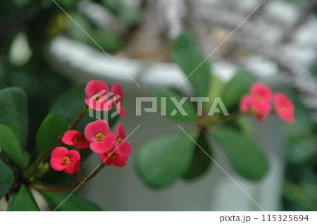 初夏の大船フラワーフラワーセンターの花のクローズアップ 初夏の大船フラワーフラワーセンターの花のクローズアップ 115325694