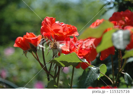 初夏の大船フラワーフラワーセンターの花のクローズアップ 初夏の大船フラワーフラワーセンターの花のクローズアップ 115325716