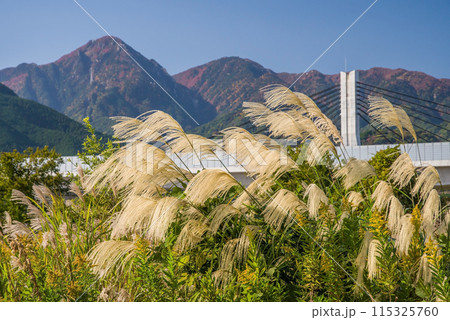 ススキのある風景 115325760