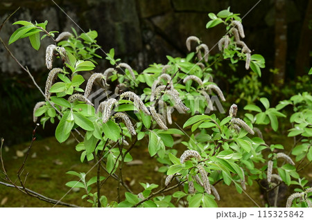 フリソデヤナギ(ヤナギ科)落葉低木 フリソデヤナギ(ヤナギ科)落葉低木 115325842
