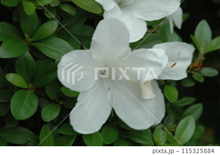 初夏の横浜市北部の花のクローズアップ 初夏の横浜市北部の花のクローズアップ 115325884