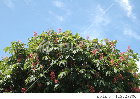 初夏の横浜市北部の花のクローズアップ 115325886