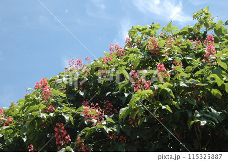 初夏の横浜市北部の花のクローズアップ 初夏の横浜市北部の花のクローズアップ 115325887