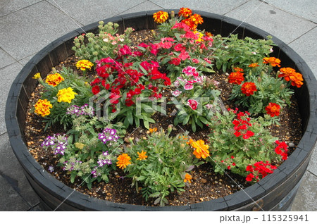 初夏の横浜市北部の花のクローズアップ 初夏の横浜市北部の花のクローズアップ 115325941