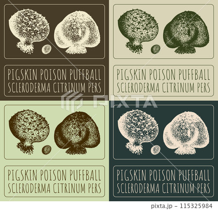 Set of vector drawing PIGSKIN POISON PUFFBALL in various colors. Hand drawn illustration. The Latin name is SCLERODERMA CITRINUM PERS. Set of vector drawing PIGSKIN POISON PUFFBALL in various colors. Hand drawn illustration. The Latin name is SCLERODERMA CITRINUM PERS. 115325984