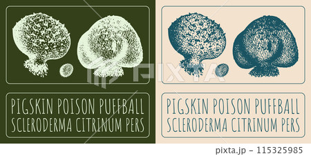 Vector drawing PIGSKIN POISON PUFFBALL. Hand drawn illustration. The Latin name is SCLERODERMA CITRINUM PERS Vector drawing PIGSKIN POISON PUFFBALL. Hand drawn illustration. The Latin name is SCLERODERMA CITRINUM PERS 115325985