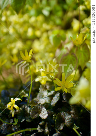 カラス葉リュウキンカとキバナイカリソウの金色。「あなたに会える幸せ」と「あなたを捕らえる」の花言葉。 115326001