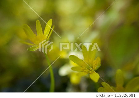 カラス葉リュウキンカとキバナイカリソウの金色。「あなたに会える幸せ」と「あなたを捕らえる」の花言葉。 115326081