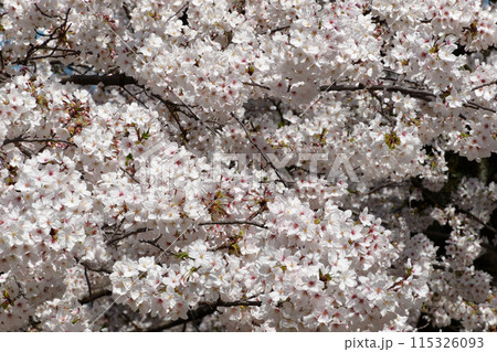 満開になった桜 ソメイヨシノ 115326093