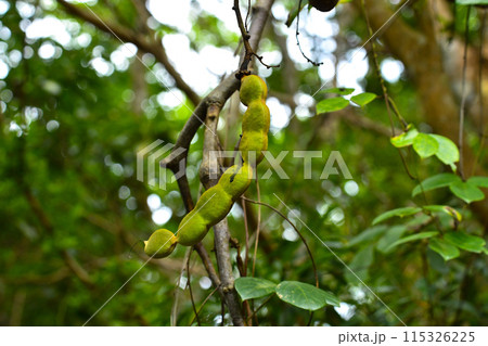 イルカンダの鞘 イルカンダの鞘 115326225