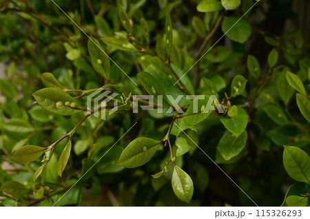 イスノキ（マンサク科）常緑高木 115326293