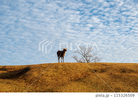 青い空とうろこ雲の空の下、草原を歩くシカ 青い空とうろこ雲の空の下、草原を歩くシカ 115326509