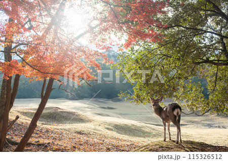 朝日が眩しい、奈良公園の紅葉と鹿 朝日が眩しい、奈良公園の紅葉と鹿 115326512
