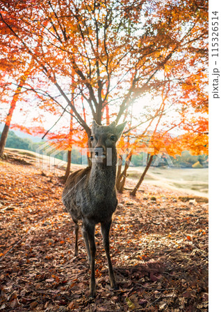 満開の秋の紅葉と奈良公園のシカ 115326514