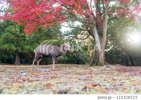 朝日が眩しい、奈良公園の紅葉と鹿 115326515